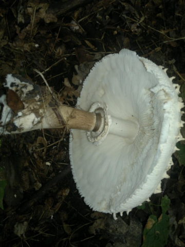 Приготовление гриба зонтика пестрого: описание вида, рецепты с кляром и маринадом