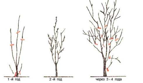 Как правильно посадить саженцы плодовых деревьев на supersadovnik.ru