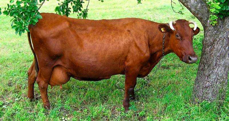 Красная корова (63 фото): характеристика степной и других пород крс, содержание быков и телят