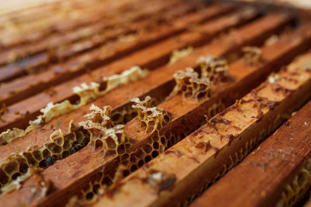 Причины и способы применения муравьиной кислоты в пчеловодстве