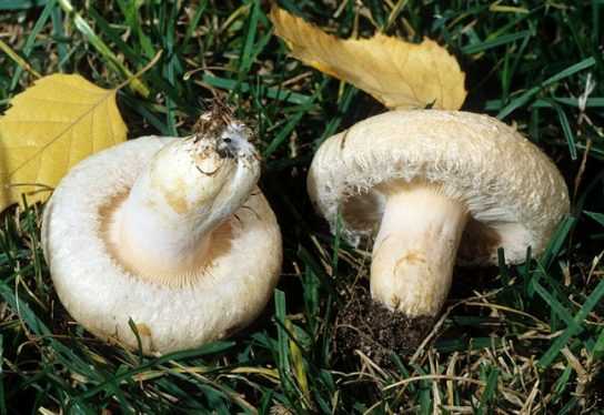Волнушка белая (белянка, lactarius pubescens): съедобные или нет, как выглядят, где растут, как отличить от ложных