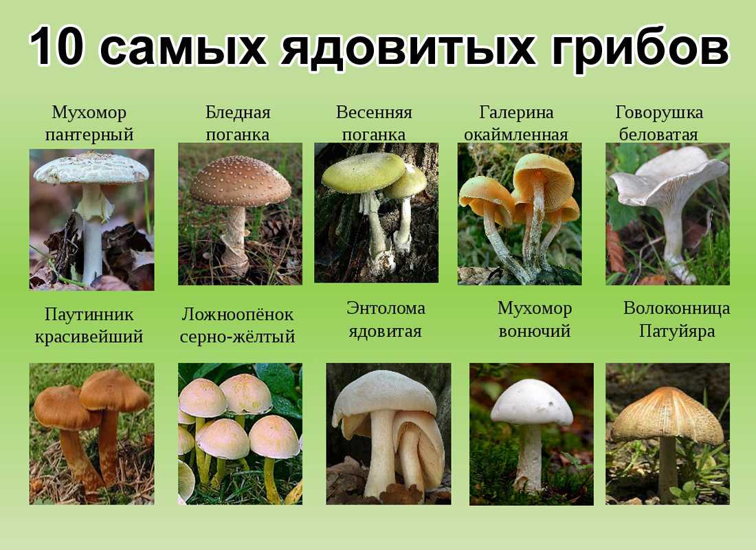 Таблицы с описаниями съедобных, ядовитых и неядовитых грибов