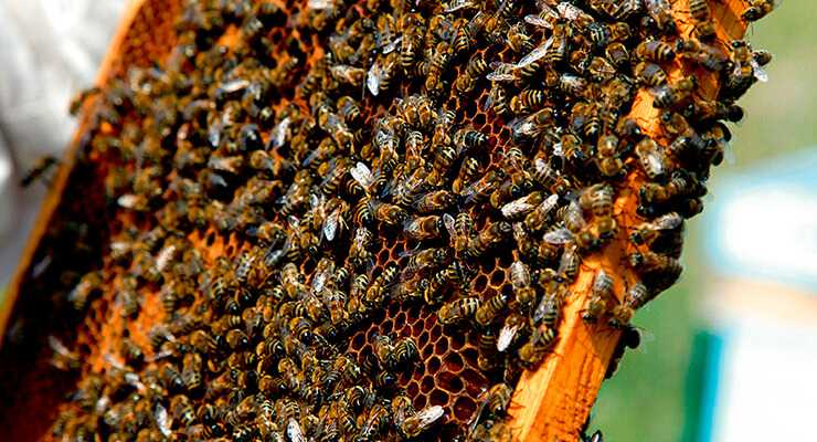 Один из видов насекомых-убийц – пчела африканизированная, здесь о повадках пчёл и исходящей от них опасности