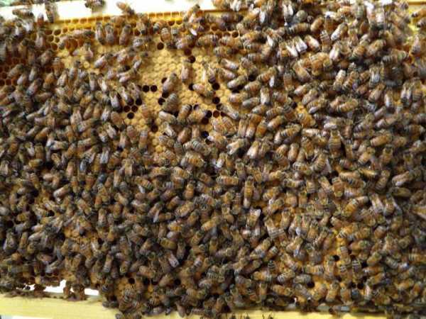 Медовая сыта для пчел: как приготовить