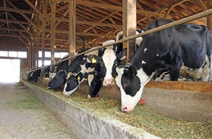 Беспривязное и привязное содержание коров: стойловое оборудование для крс привязного содержания, технологии доения. беспривязное содержание на глубокой подстилке