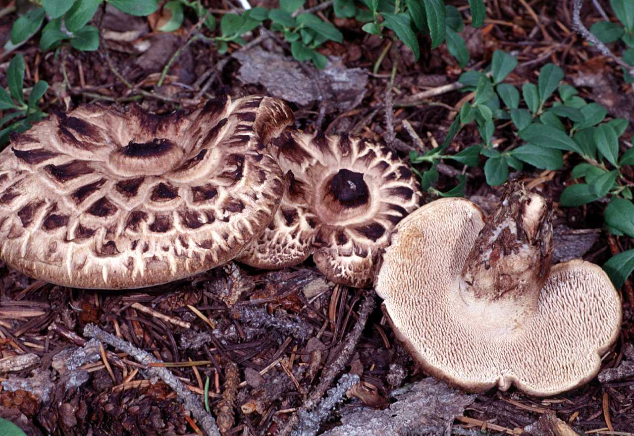 Ежовик гриб — фото и описание, чем отличается от ядовитых грибов. | cельхозпортал