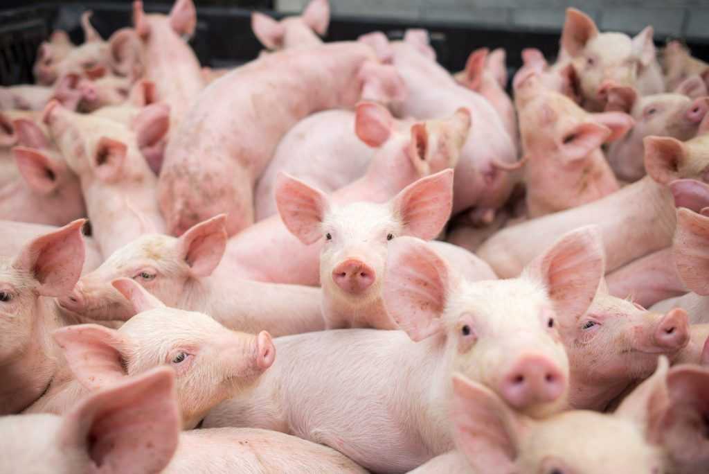 Разведение свиней в домашних условиях как бизнес: с чего начать?
