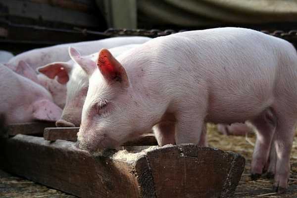 Кормушки для свиней своими руками: инструкция постройки, чертежи и фото