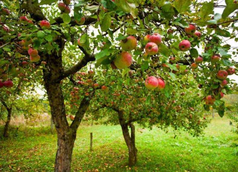Сорт яблони «лигол»: характеристика, достоинства и недостатки