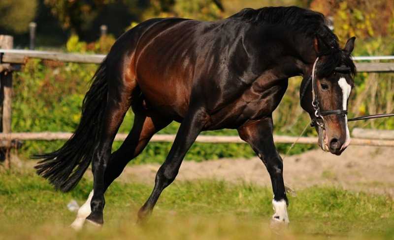 Голштинская порода лошадей: фото, характеристика, описание