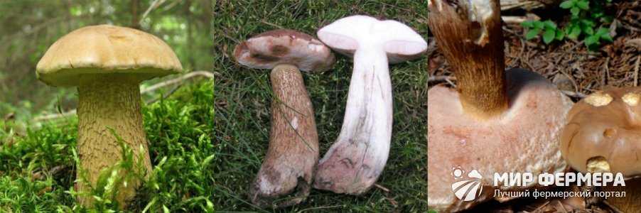 Рост белых грибов — сколько они растут и при какой температуре