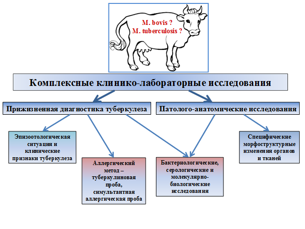 Схема исследования животных