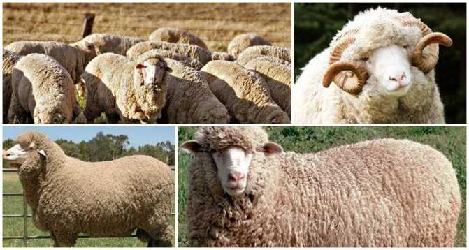 Куйбышевская порода овец: описание, содержание и уход