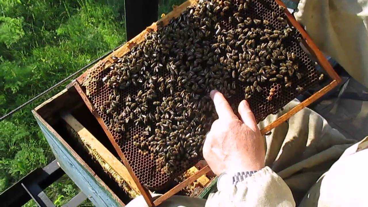 Как сделать отводок пчел в августе — это необходимо знать