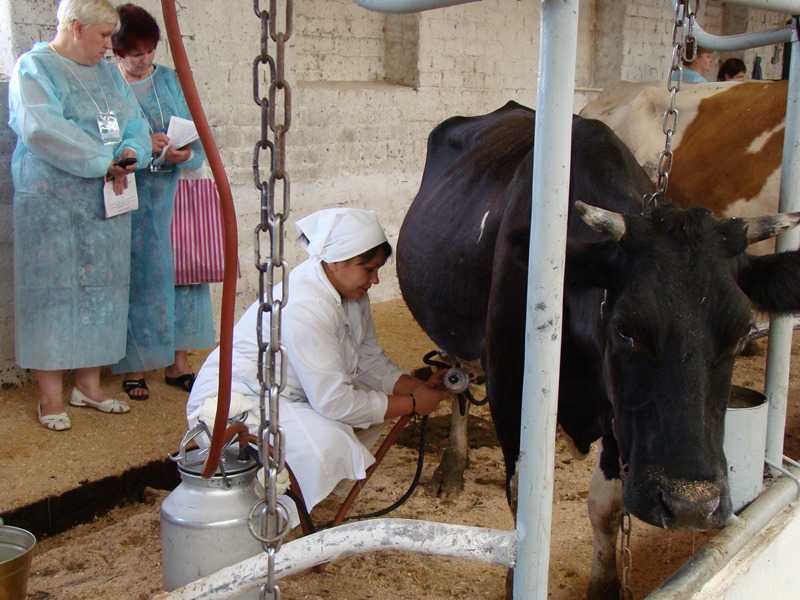 Доильный аппарат для коров: принцип работы и разновидности