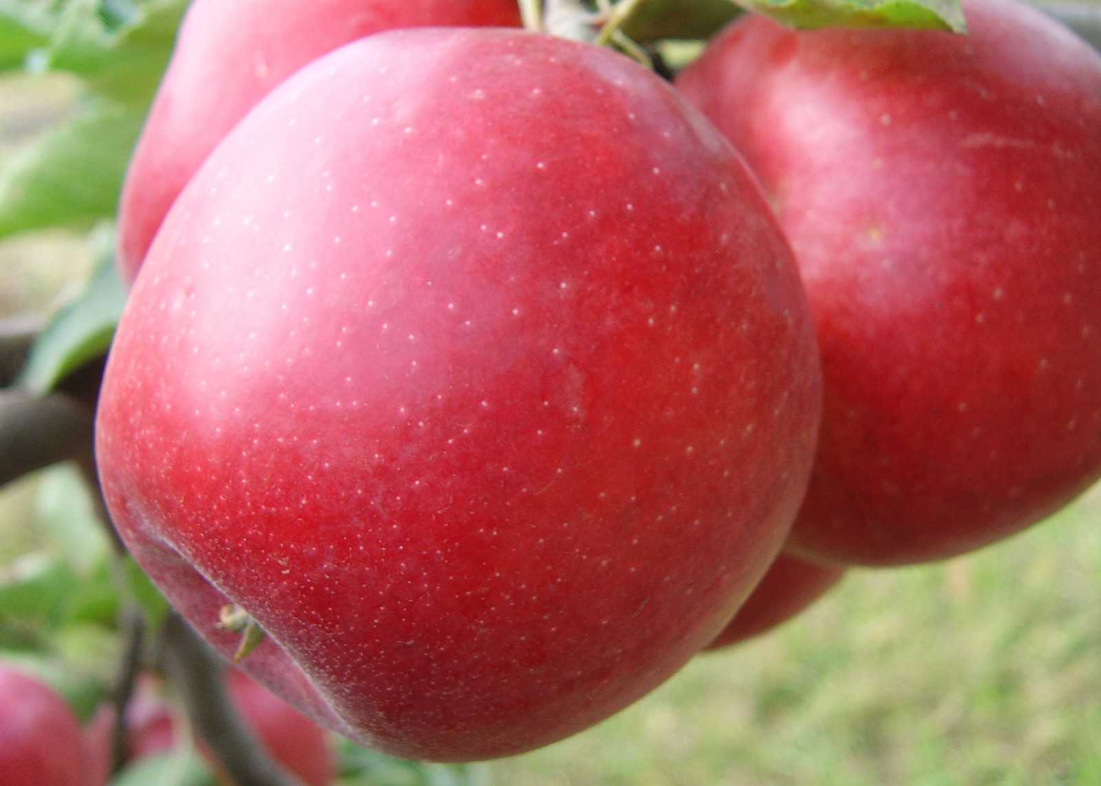 Сорт яблони флорина: описание, фото