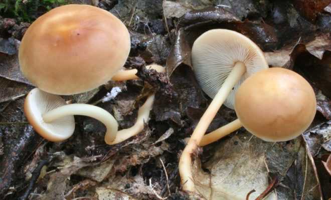 Коллибия азема (гимнопус азема, rhodocollybia butyracea): как выглядят грибы, где и как растут, съедобны или нет