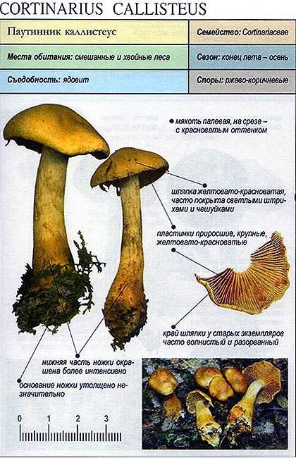 Гриб паутинник блестящий: как узнать смертельно опасный гриб