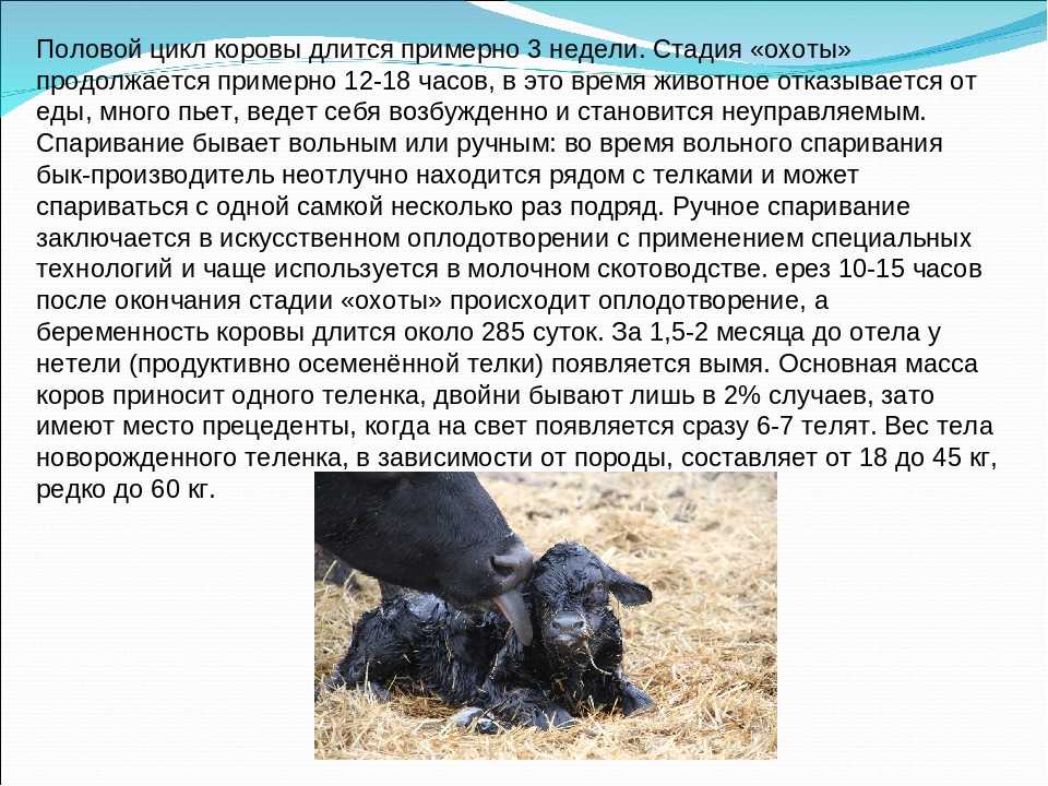 Внематочная беременность у коров - болезни коров