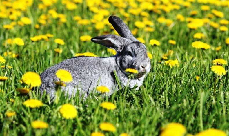 Можно ли давать кроликам одуванчики с листьями, видео и фото