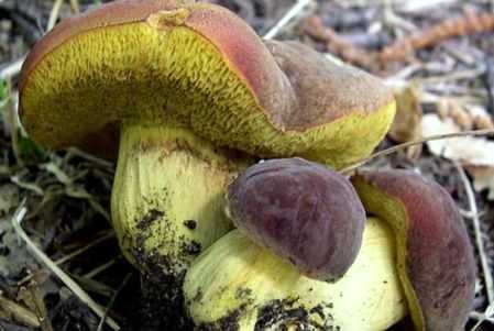 Гриб чешуйчатка (pholiota): где растет, виды, фото, когда собирать