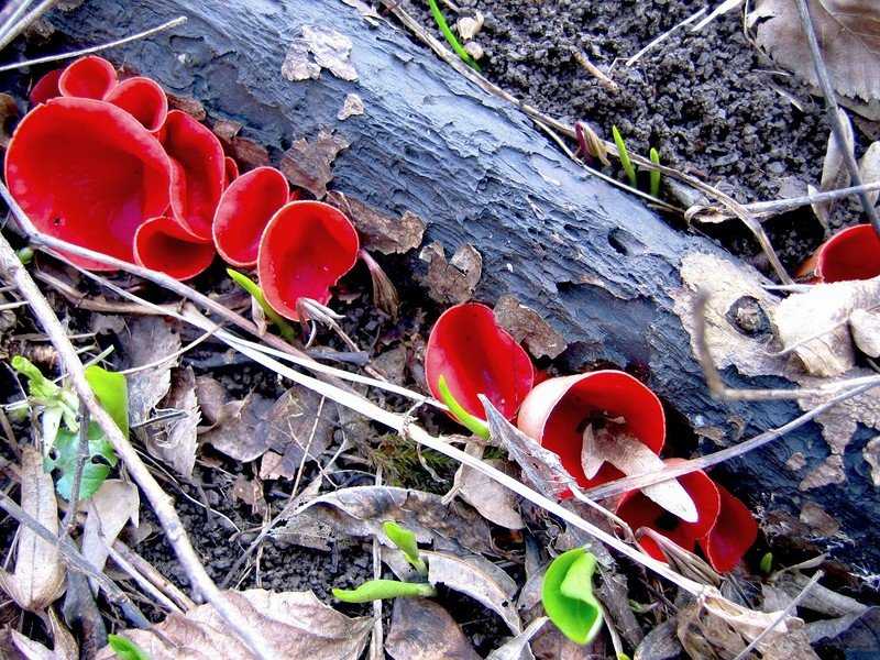 Пецица изменчивая – гриб необычной формы