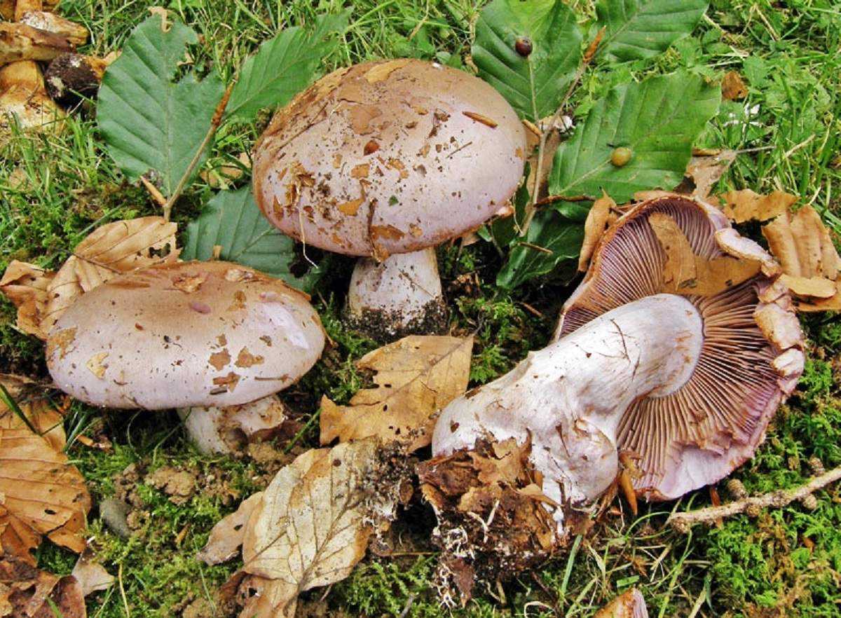 Гриб паутинник блестящий: как узнать смертельно опасный гриб
