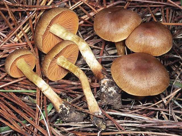 Отравление грибами — википедия. что такое отравление грибами