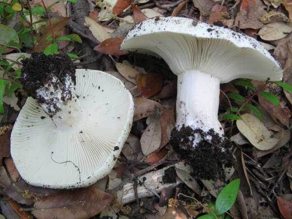 Сыроежки съедобные: фото и виды грибов