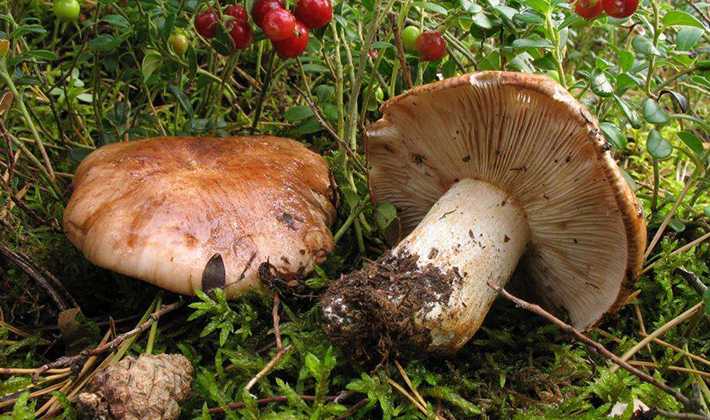 Сколько варить грибы и как это правильно делать?