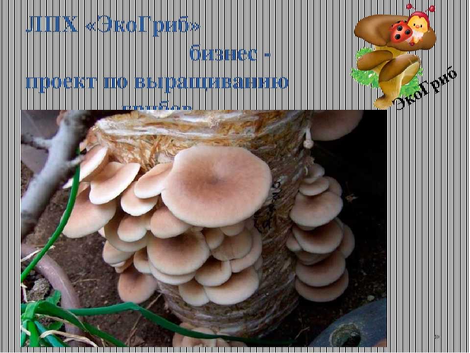 Фото грибов вешенок: общее описание, внешний вид, места произрастания, съедобность. Их разновидности, подробное описание.
