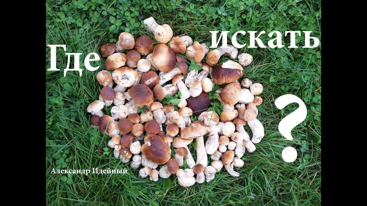 Белый гриб – царь среди грибов