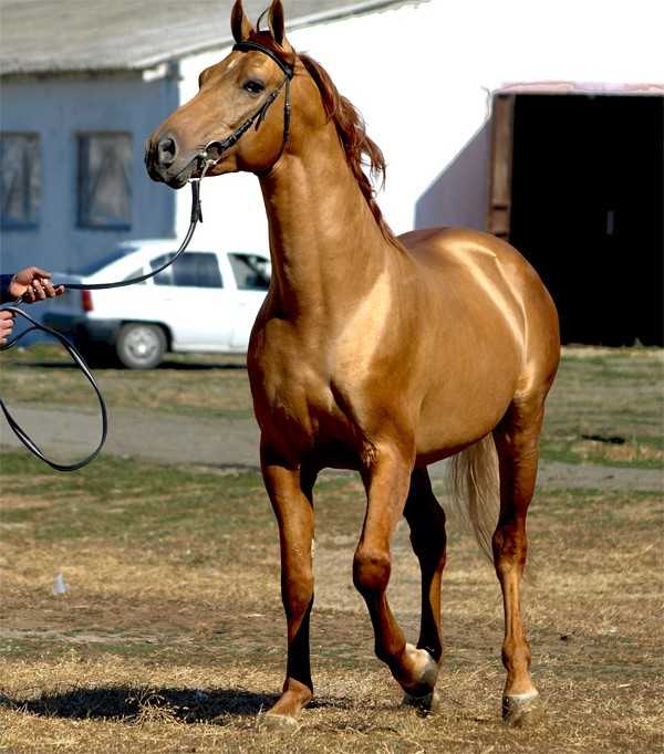 Донская порода лошадей: описание и характеристики, особенности содержания