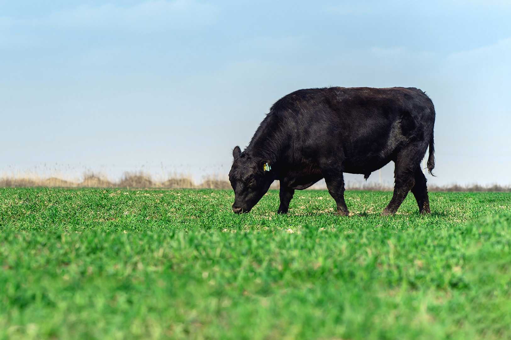 Коровы породы ангус (40 фото): характеристика крс абердин-ангусской породы; особенности разведения, ухода и содержания