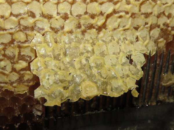 Продукты пчеловодства: полный перечень, применение, свойства