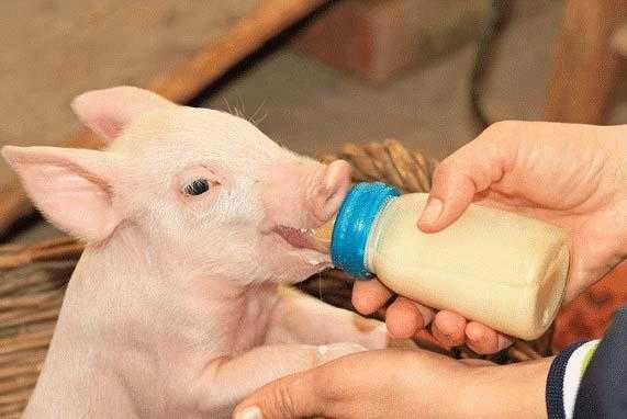 ᐉ сухое молоко для поросят: как разводить и кормить, правильные пропорции - zooon.ru