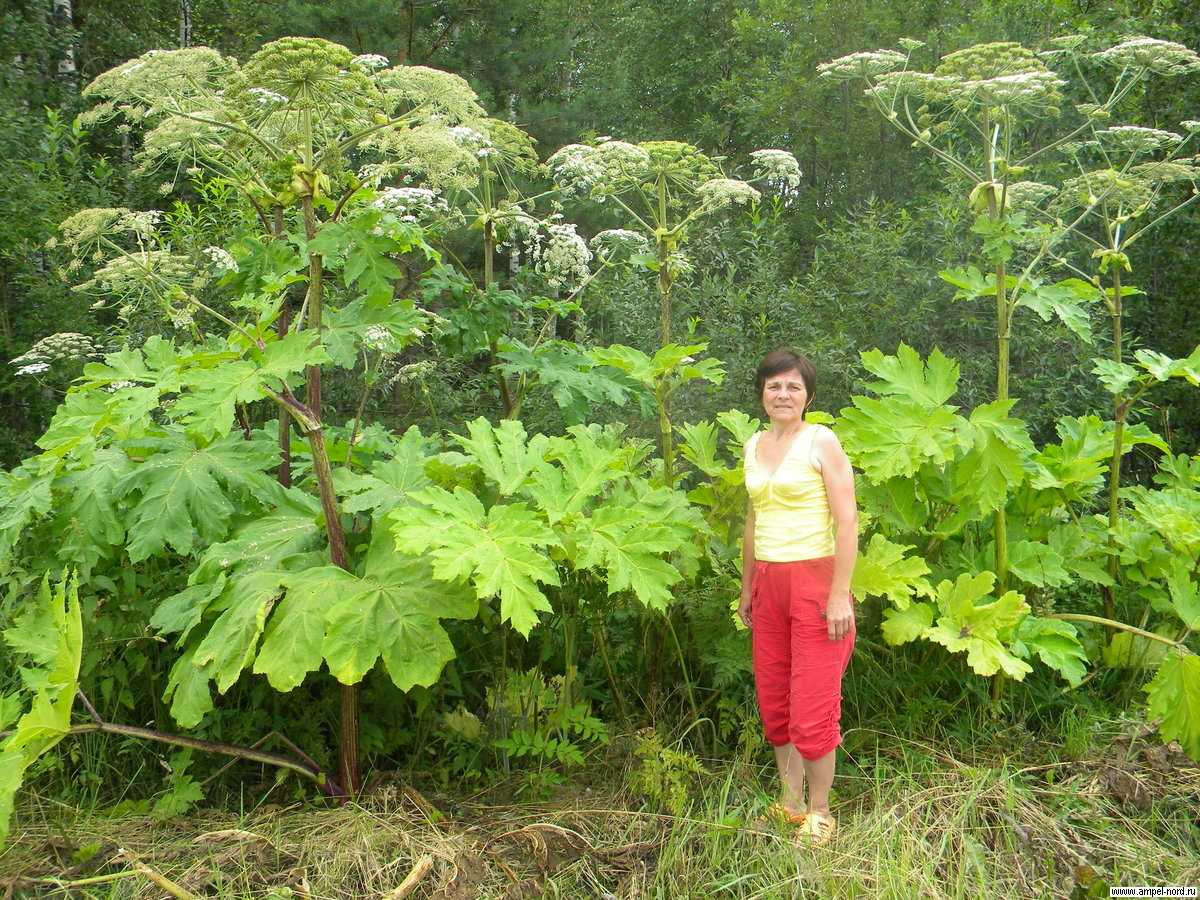 Борщевик сосновского – ядовитое растение. как бороться с борщевиком?