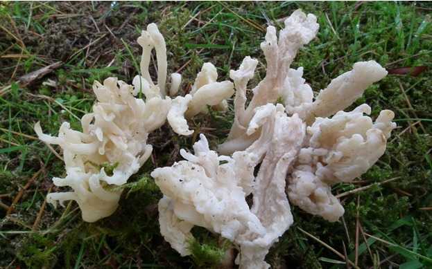 Грибы-кораллы: фото, видео, малоизвестные, вкусные и полезные грибы