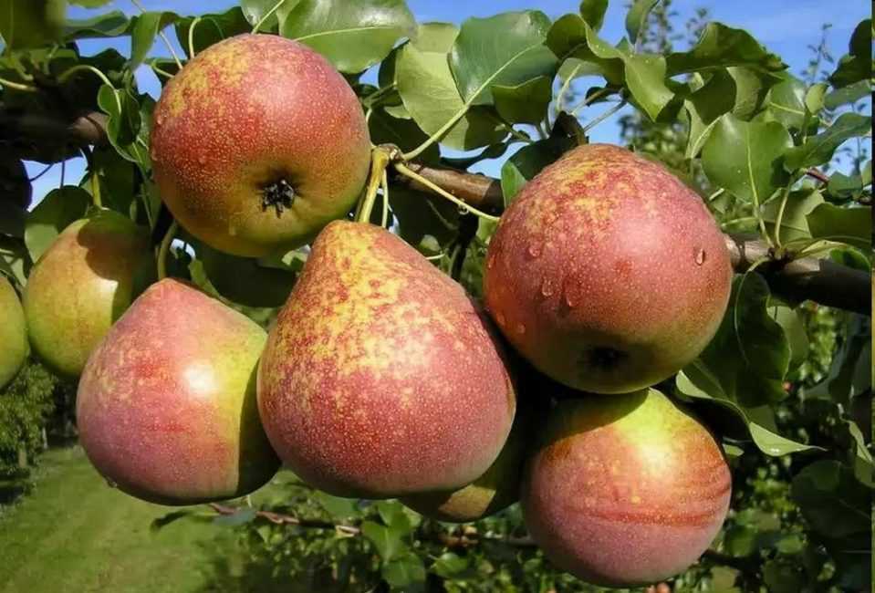 Груша "ника": фото плодов, описание сорта и его особенностей selo.guru — интернет портал о сельском хозяйстве