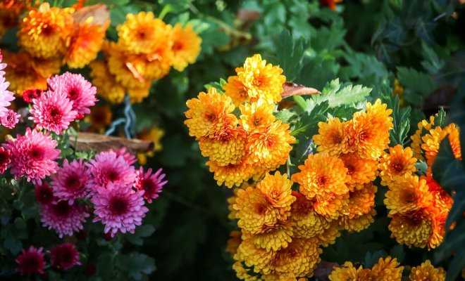 Как подкормить хризантемы чтобы получить шикарный цветок