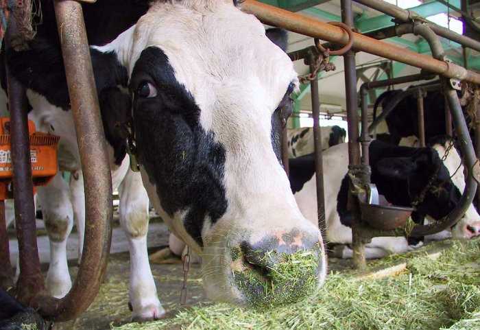 Как сделать ясли для коровы. кормушка для скота своими руками: пошаговые инструкции