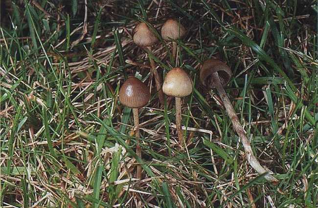 Как вырастить panaeolus jamaica (2016) просто повторите и будут грибы используйте как мануал для любых панелоусов