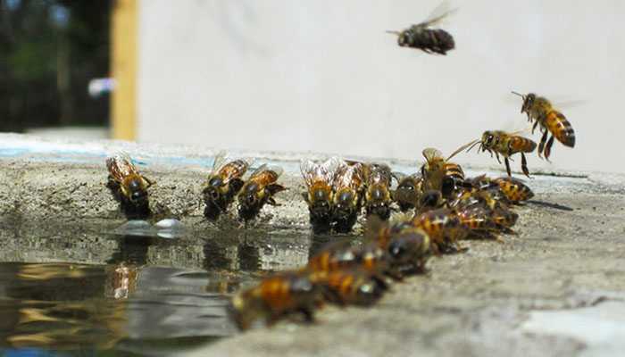 Весенняя подкормка пчел: что это такое и зачем она нужна