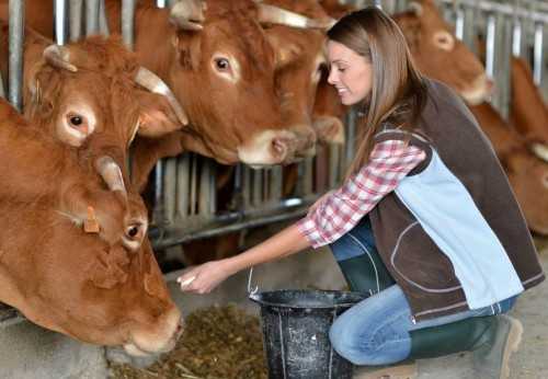 Почему корова не отдает все молоко, а зажимает: причины и что делать