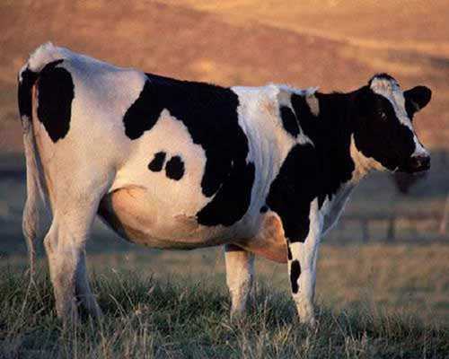 Отел коровы: что это, признаки и симптомы