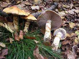 Перечный гриб масленок (chalciporus piperatus): как выглядит, съедобный или нет, как отличить