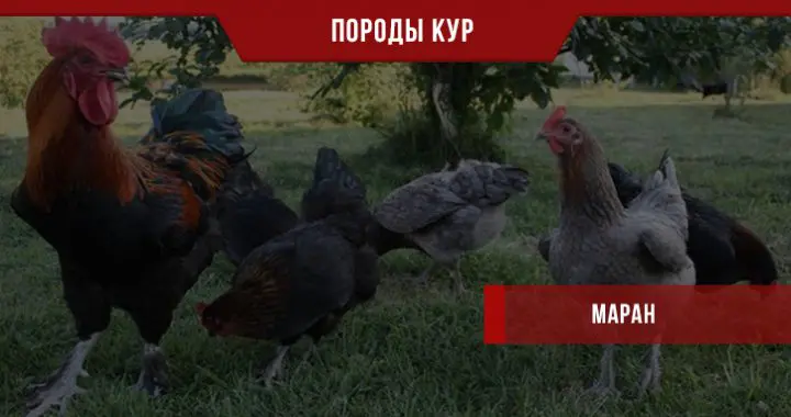 Куры маран (43 фото): описание породы, особенности кур черно-медного, пшеничного и кукушечного окрасов, отзывы владельцев