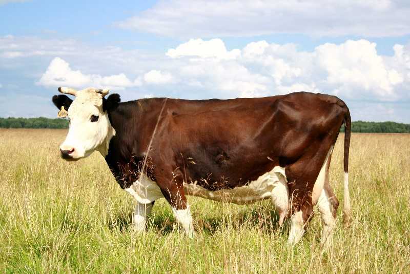 Голштинская корова: особенности разведения и ухода