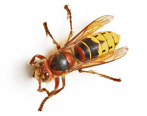Отличия осы, пчелы, шмеля, шершня: чем отличается шмель и пчела, шершень и оса