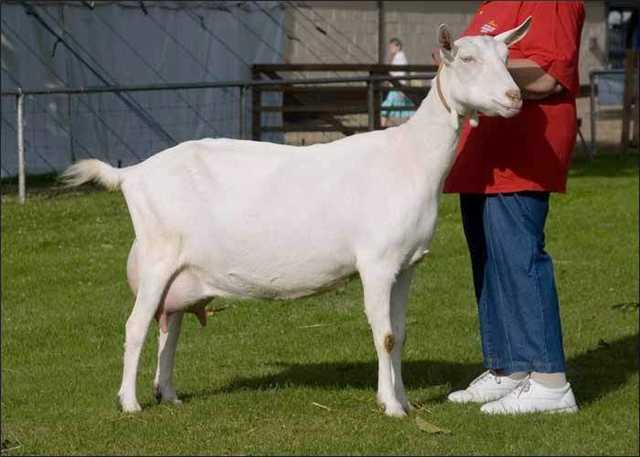 Общая характеристика коз породы ламанча и правила их содержания